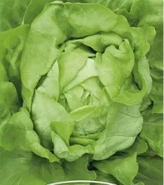 892-salata-maslowa-michalina
