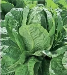 893-salata-parris-island-cos