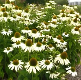 812-rudbekia-purpurowa-jezowka