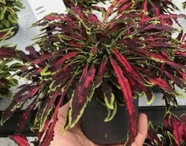 809-koleus-pokrzywka-coleus-blumei-i-flame-thrower-spitfire