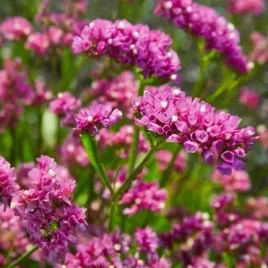 754-zatrwian-wrebny-pink