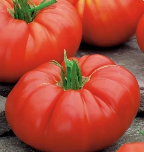 769-pomidor-brutus