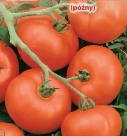 770-pomidor-szklarniowy-pedro-f1