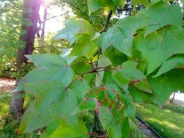 730-ambrowiec-chinski-ambrowiec-balsamiczny-liquidambar-styraciflua