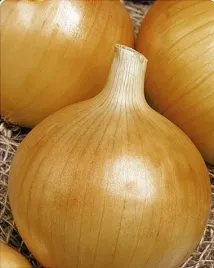 714-cebula-sochaczewska