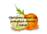 712-cebula-zimujaca-augusta-marka-inna
