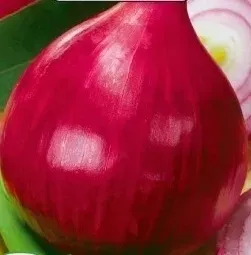710-cebula-allium-cepa-scarlet-czerwona