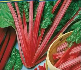 643-burak-lisciowy-rhubarb-chard
