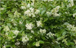 669-ligustr-pospolity-ligustrum-vulgare