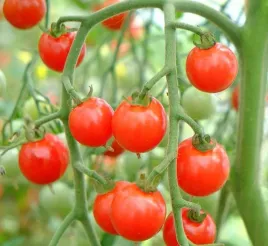 675-pomidor-sweet-aperitif-heirloom