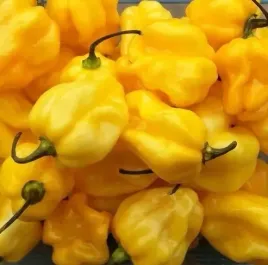 676-papryki-habanero-yellow