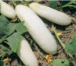 678-ogorek-white-wonder-bialy
