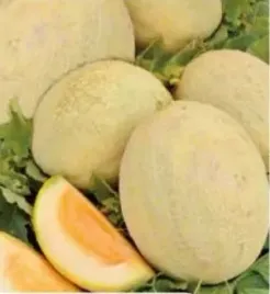 677-melon-junior