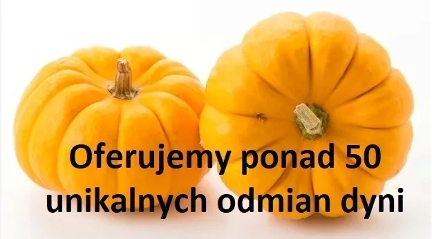 677-melon-junior-odmiana-inna