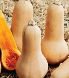 689-dynia-pizmowa-butternut