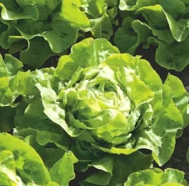 608-salata-lento-glowiasta-maslowa-calorocznej