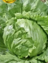609-salata-glowiasta-krucha-beata