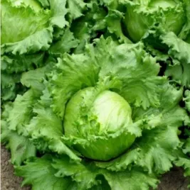 610-salata-glowiasta-krucha-lodowa