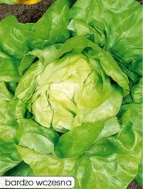 612-salata-maslowa-edyta-ozarowska
