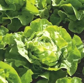 613-salata-lento-glowiasta-maslowa