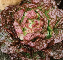 616-salata-maslowa-czerwona-sahim