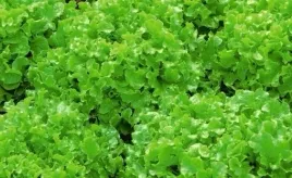 617-salata-lisciowa-salad-bowl-debolistna