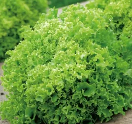 618-salata-lisciowa-rekord
