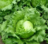 619-salata-traper