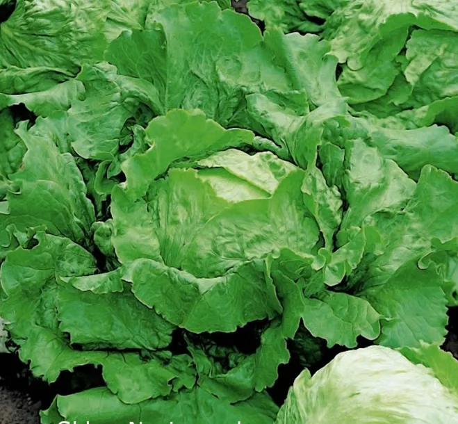 620-salata-vanguard-75