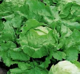 620-salata-vanguard-75
