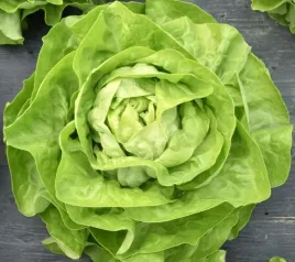 621-salata-maslowa-bona