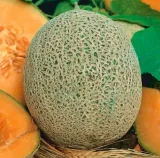 629-melon-emir-f1