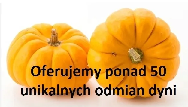 629-melon-emir-f1-marka-inna-odmiana-inna