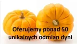 629-melon-emir-f1-marka-inna-odmiana-inna