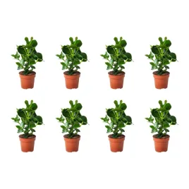 8-szt-kluzja-rozowa-12-cm-roslina-doniczkowa-do-wnetrz-clusia
