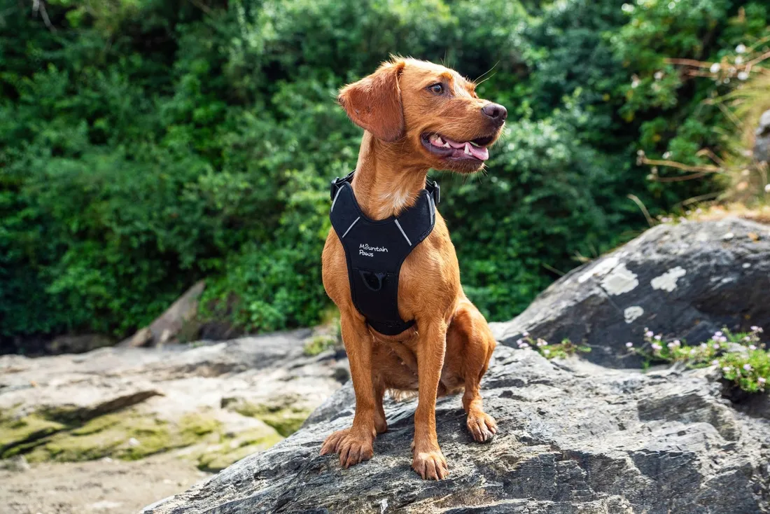 mountain-paws-szelki-dla-psa-czarne-m