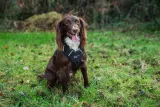 mountain-paws-szelki-dla-psa-czarne-m-typ-regulowane