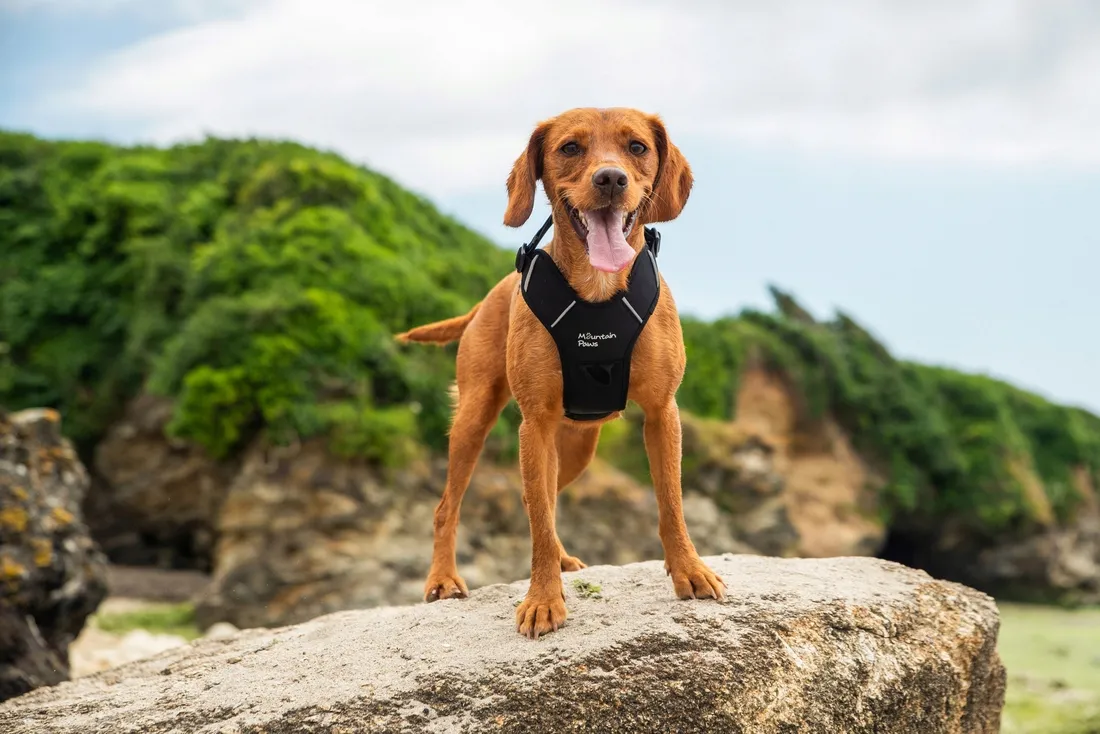 mountain-paws-szelki-dla-psa-czarne-s-stan-nowy