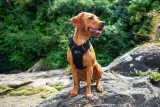 mountain-paws-szelki-dla-psa-czarne-s-wielkosc-psa-maly-pies