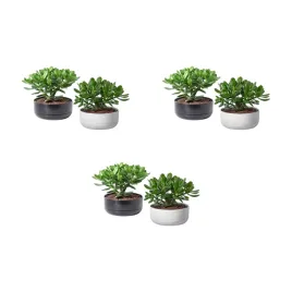 3-szt-crassula-ovata-drzewko-pieniedzy-22-cm-doniczka-zielona