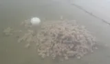 lorpio-pellet-method-basic-6mm-2000g-2kg-stan-nowy