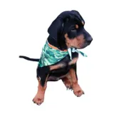 bandana-dla-psa-do-sublimacji