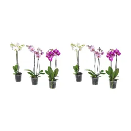 2-szt-orchidea-phalaenopsis-2-lodygi-60-cm-roslina-doniczkowa