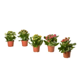 kalanchoe-flaming-katy-roslina-doniczkowa-rozne-kolory