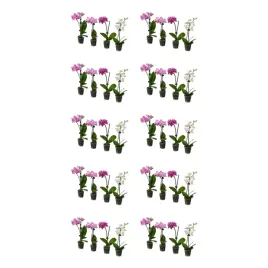 10-szt-phalaenopsis-roslina-doniczkowa-orchidea-rozne-kolory-6-cm