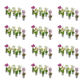 12-szt-orchidea-wielokwiatowa-12-cm-doniczka-phalaenopsis