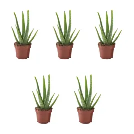 5-szt-aloes-vera-roslina-doniczkowa-35-cm-latwa-pielegnacja-aloehome