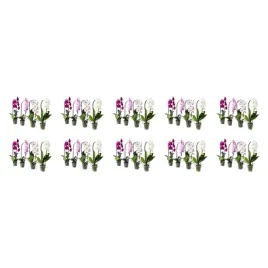 10-szt-orchidea-phalaenopsis-kaskadowa-60-cm-doniczkowa-roslina