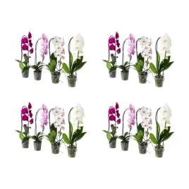 4-szt-orchidea-phalaenopsis-kaskadowa-60-cm-doniczkowa-roslina