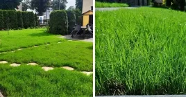 nasiona-trawy-uniwersalna-samozageszczajaca-trawnik-5kg-200m-dekoracyjna